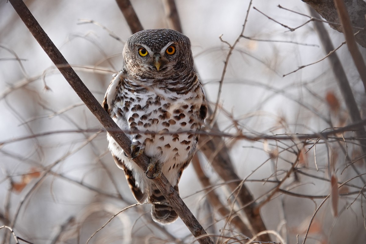 African Barred Owlet - ML640241857