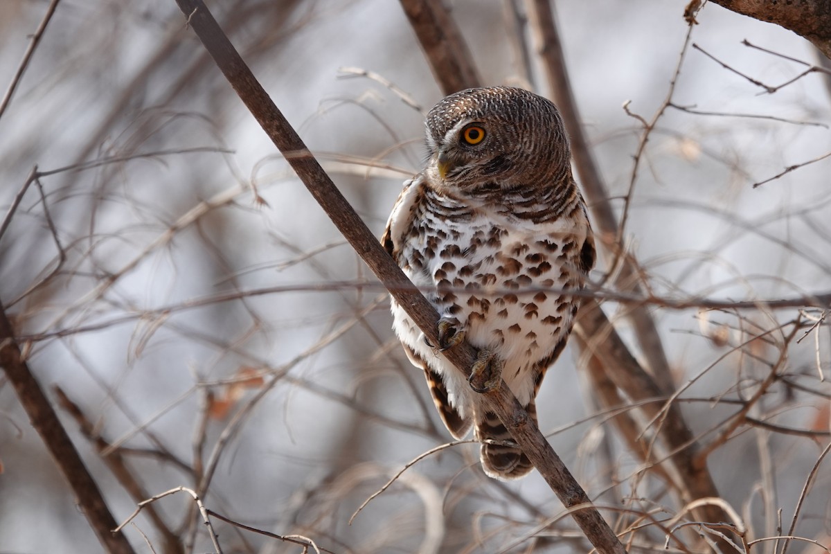 African Barred Owlet - ML640241859