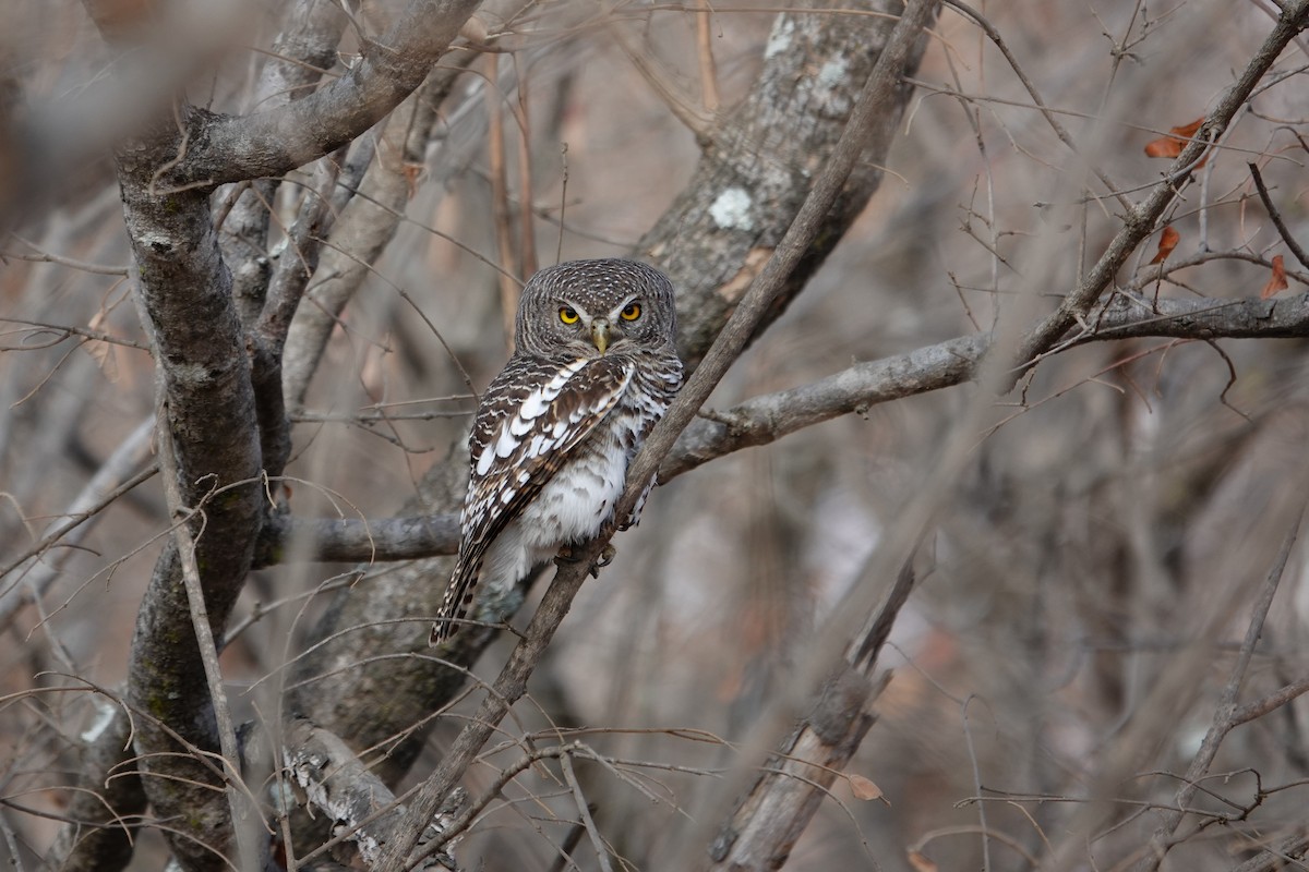 African Barred Owlet - ML640241861