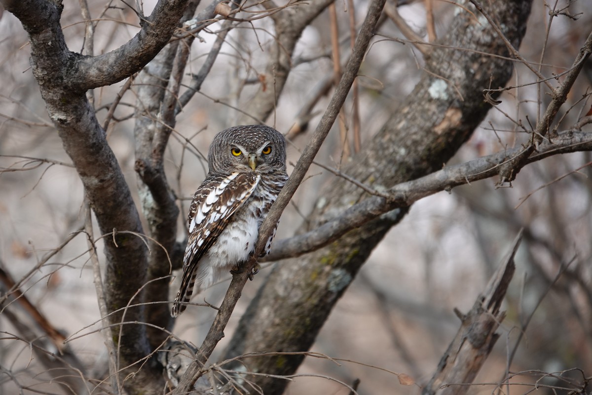 African Barred Owlet - ML640241862