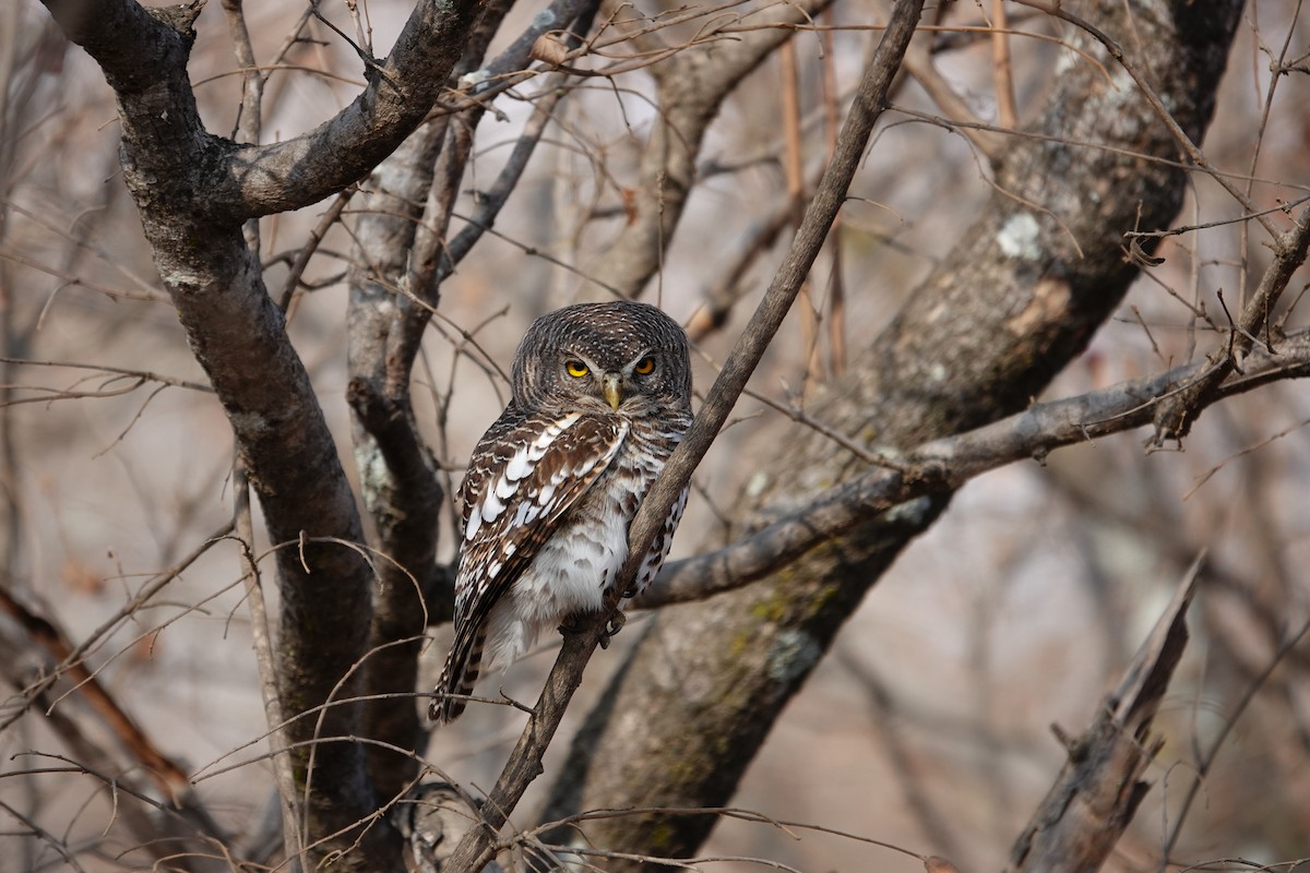 African Barred Owlet - ML640241863