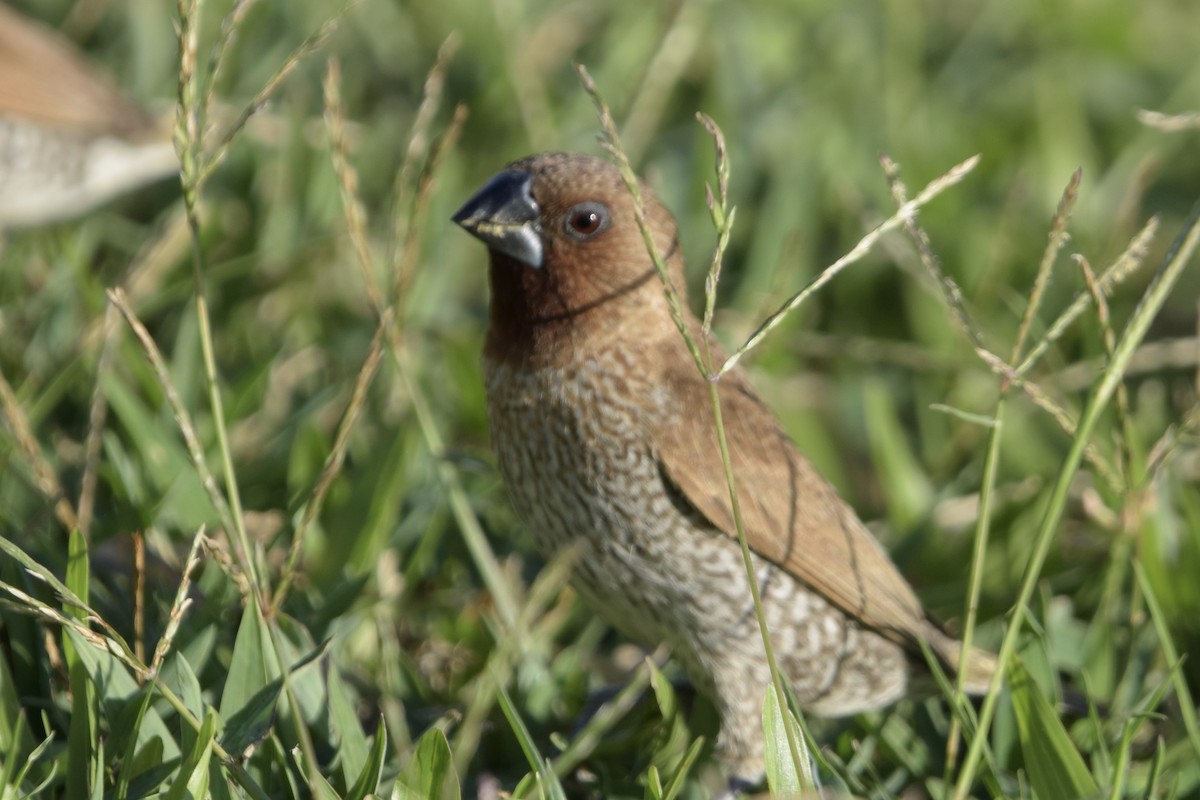 Scaly-breasted Munia - ML640241872