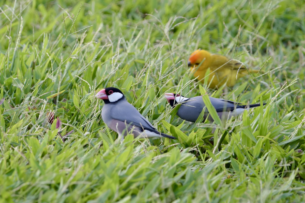Java Sparrow - ML640241901