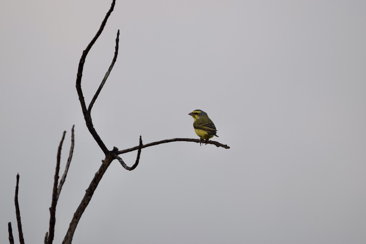 Yellow-fronted Canary - ML640241928