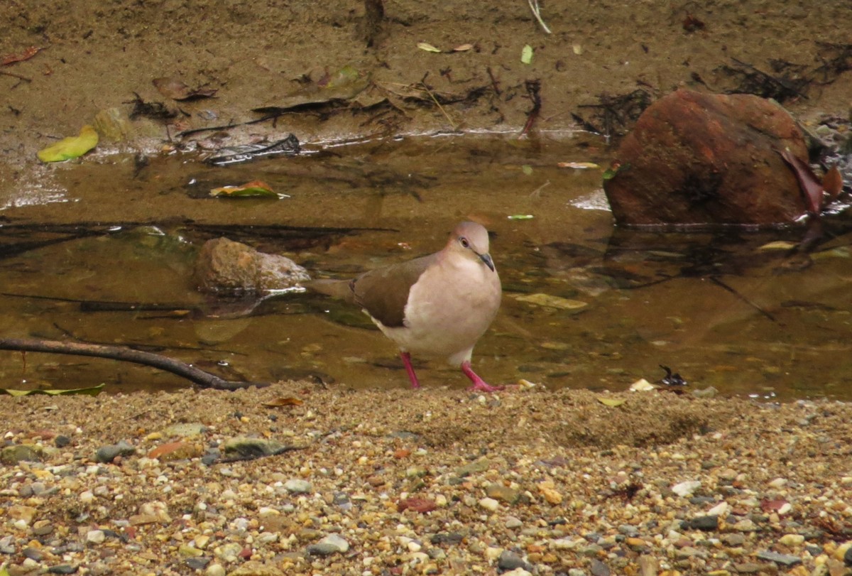 White-tipped Dove - ML640241948