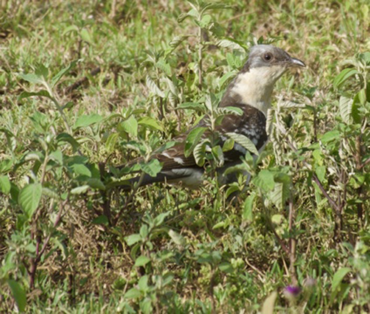 Kuku mottoduna - ML640241956