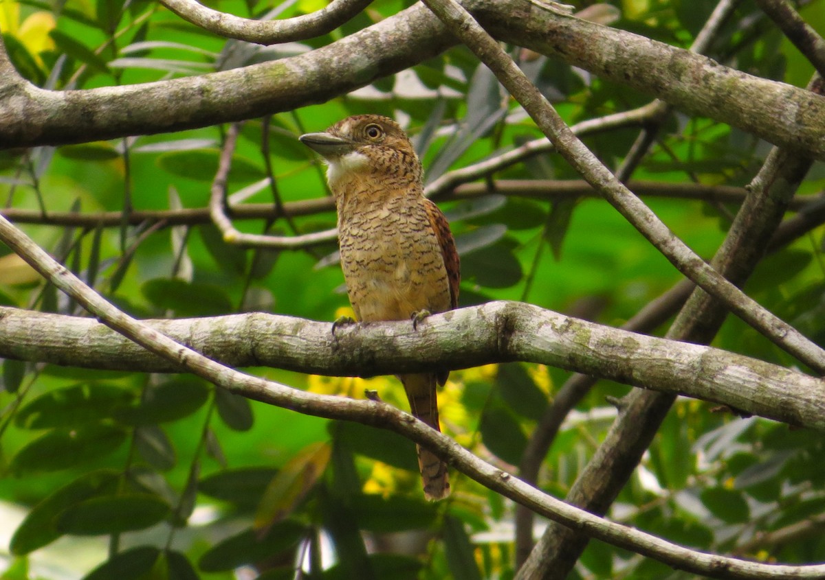 Barred Puffbird - ML640241957