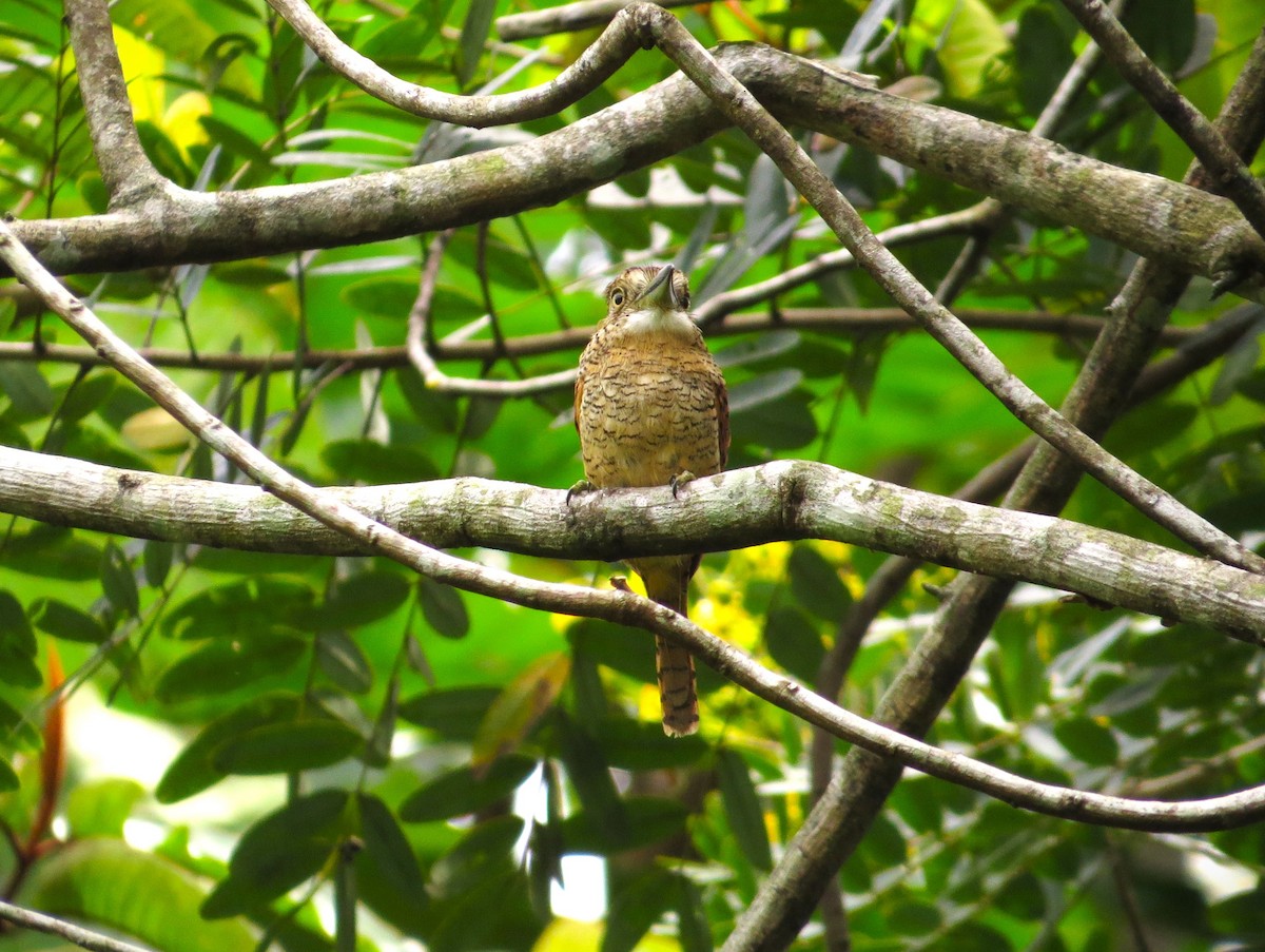 Barred Puffbird - ML640241958