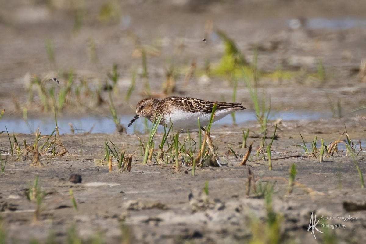 Least Sandpiper - ML640241959