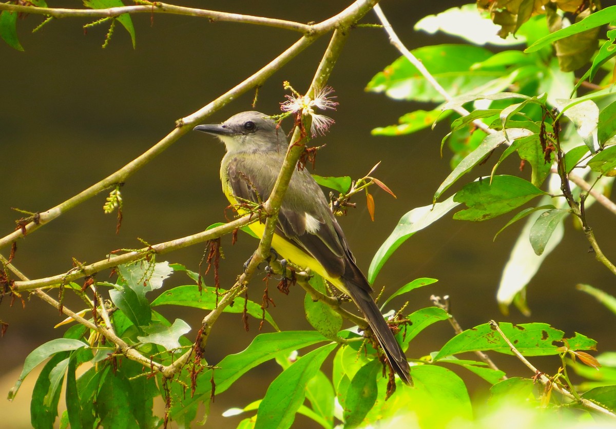 Tropical Kingbird - ML640241962