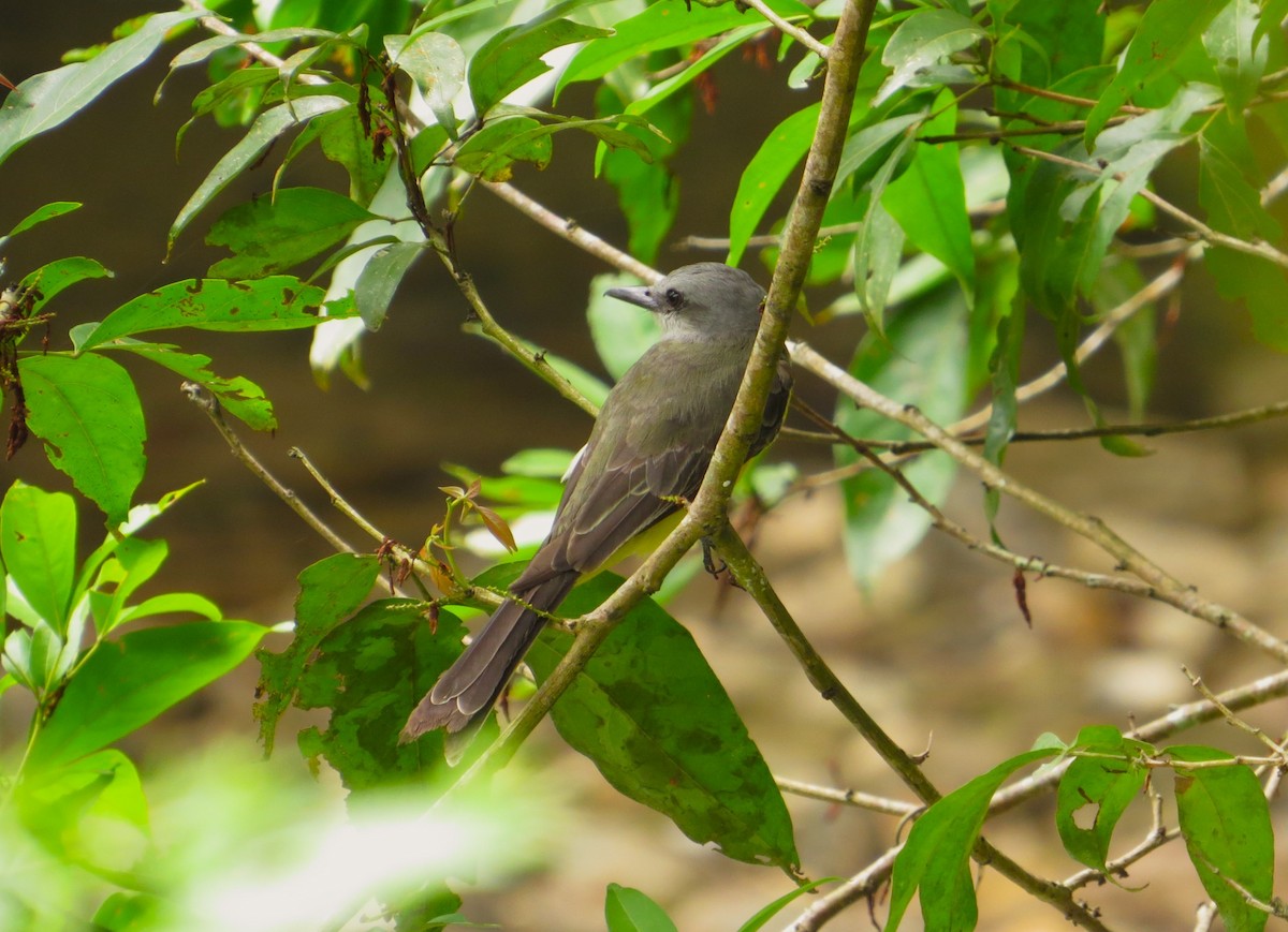 Tropical Kingbird - ML640241963