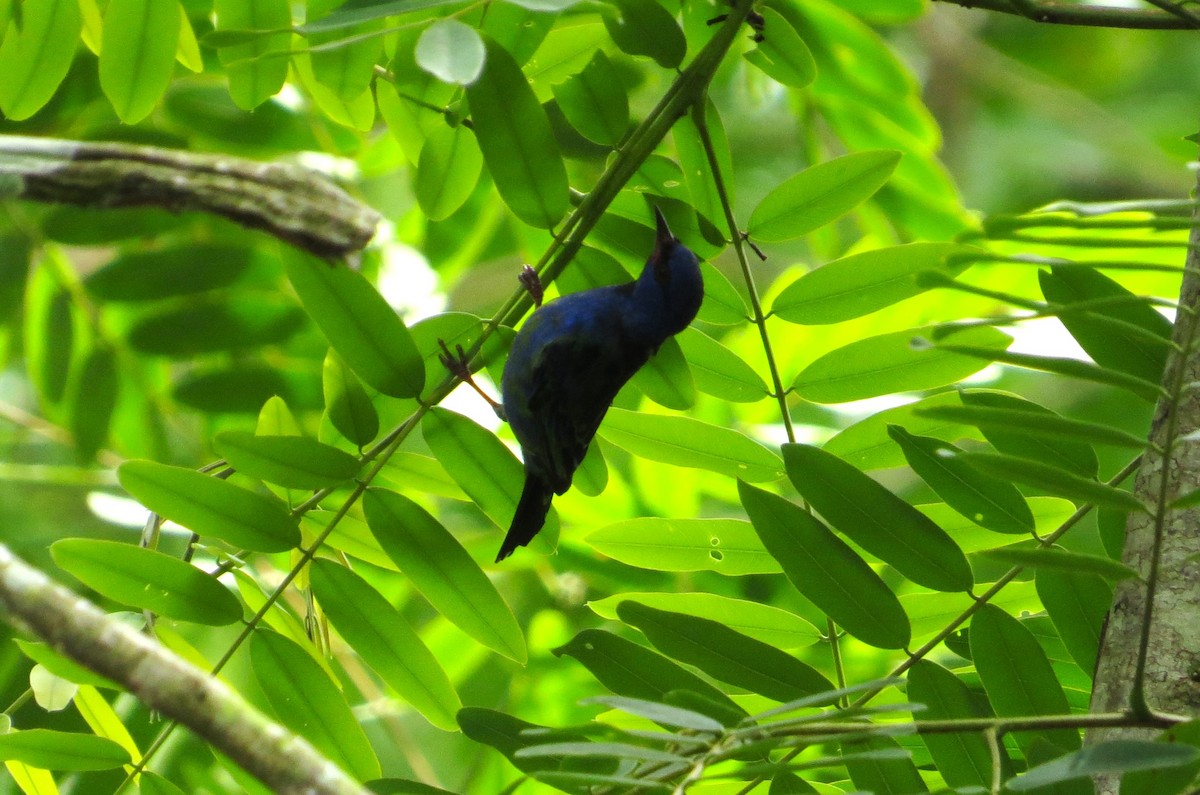 Blue Dacnis - ML640241984