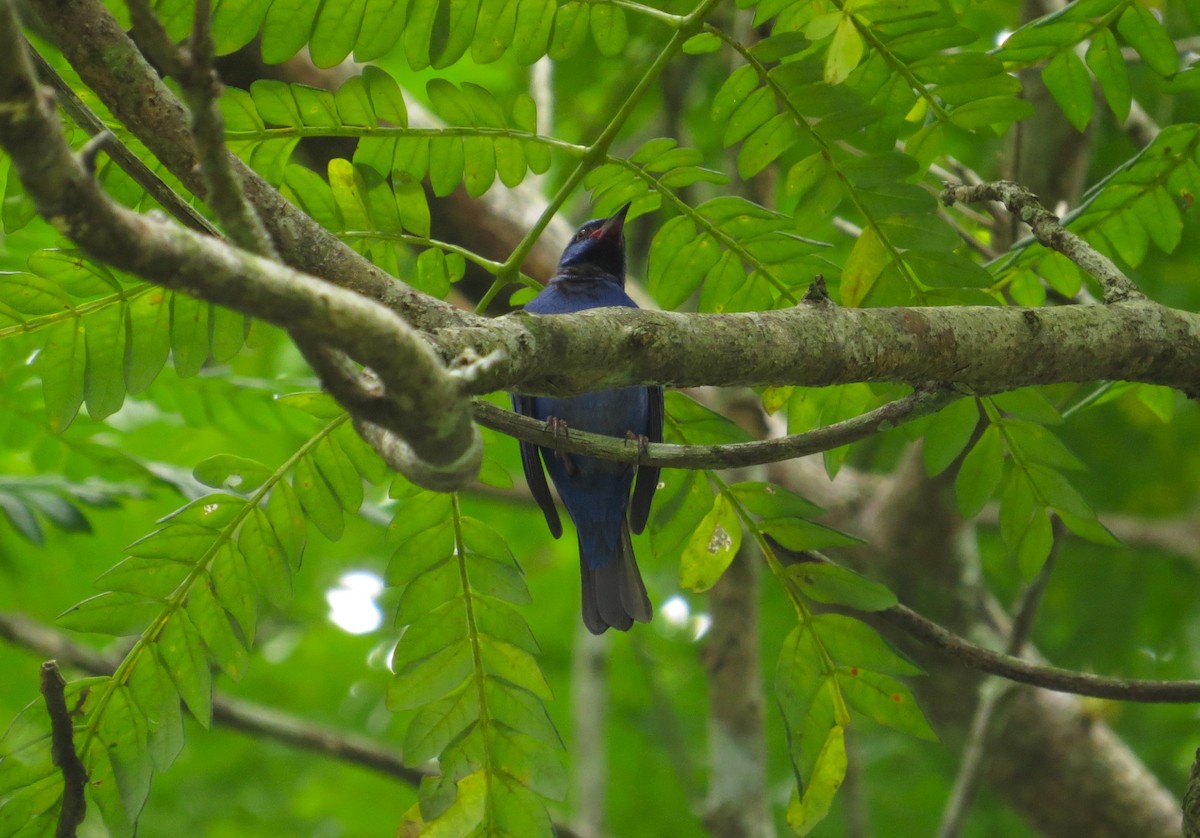 Blue Dacnis - ML640241985