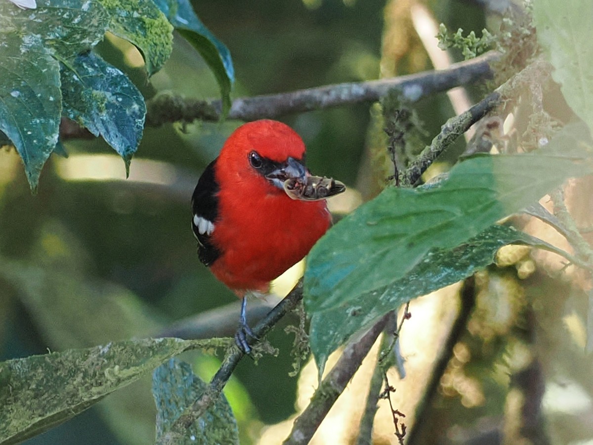 White-winged Tanager - ML640242009