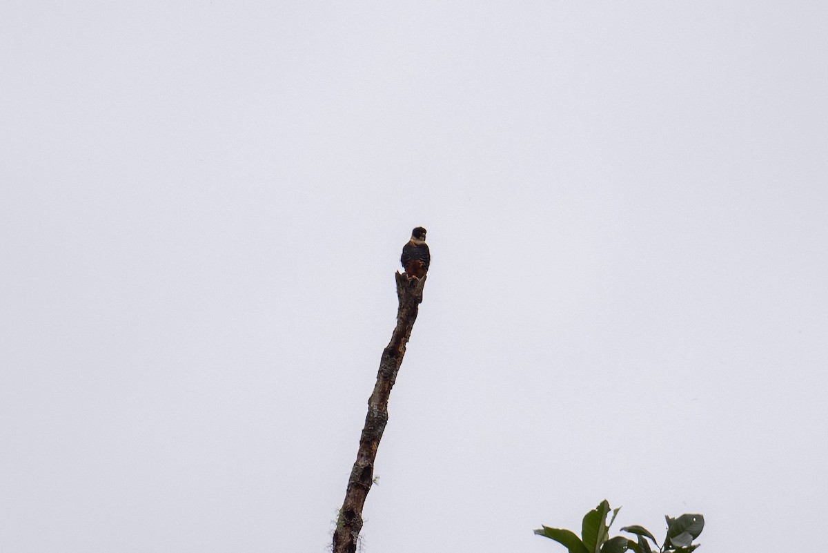 Bat Falcon - ML640242022