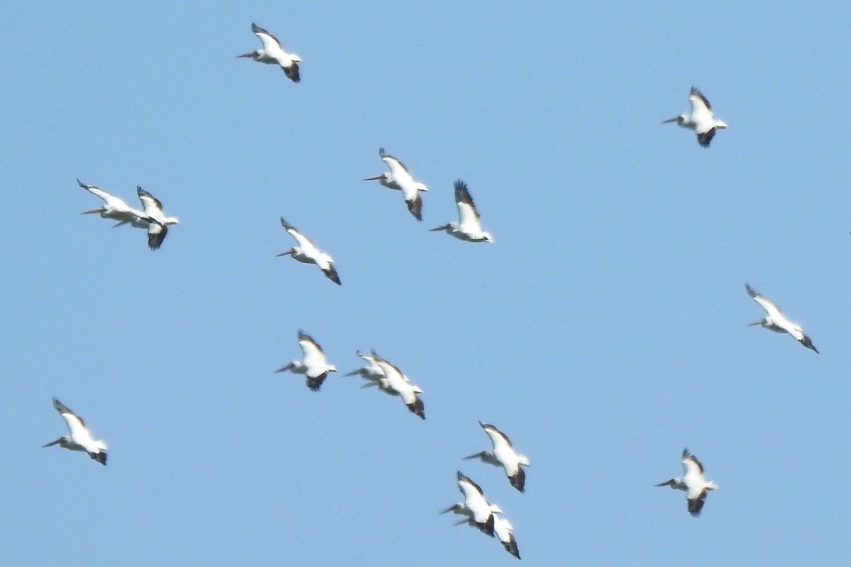 American White Pelican - ML640242060