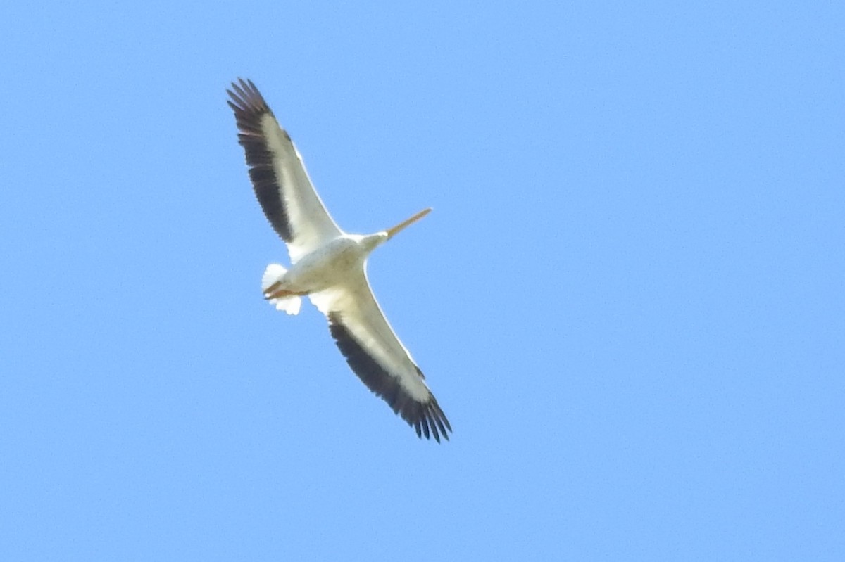American White Pelican - ML640242061