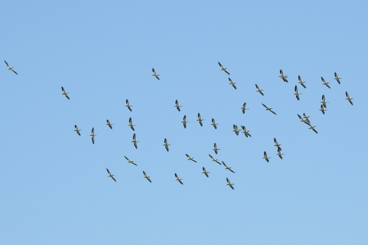 American White Pelican - ML640242062