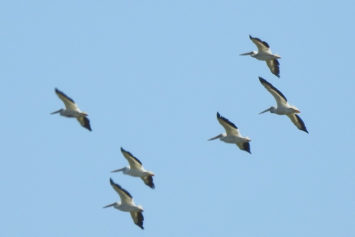 American White Pelican - ML640242063