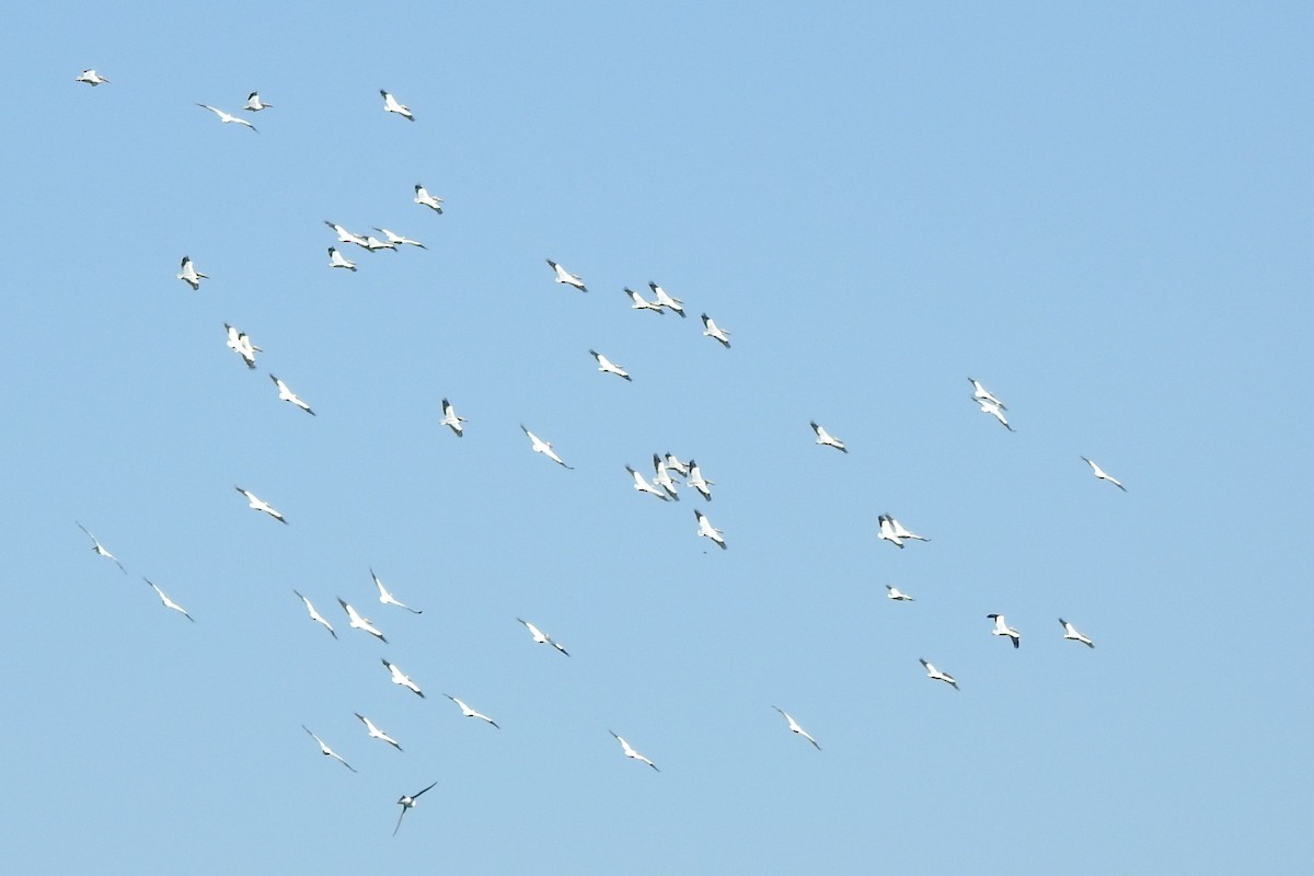 American White Pelican - ML640242064