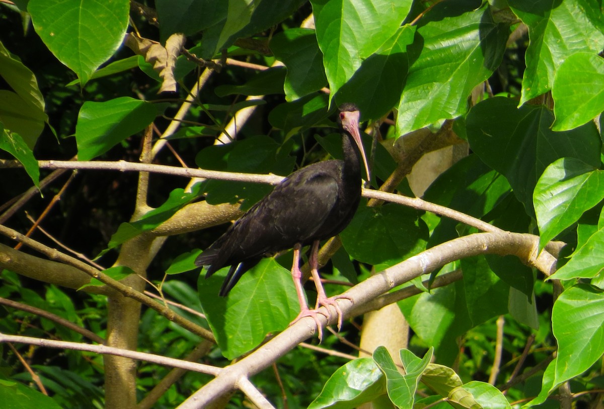 Bare-faced Ibis - ML640242091