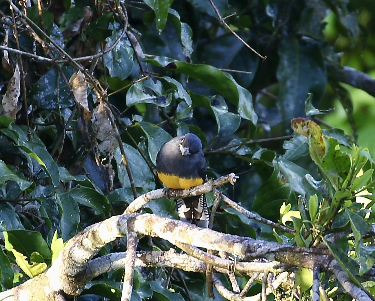 amazontrogon - ML640242093