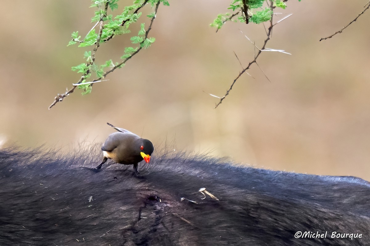 Yellow-billed Oxpecker - ML640242112