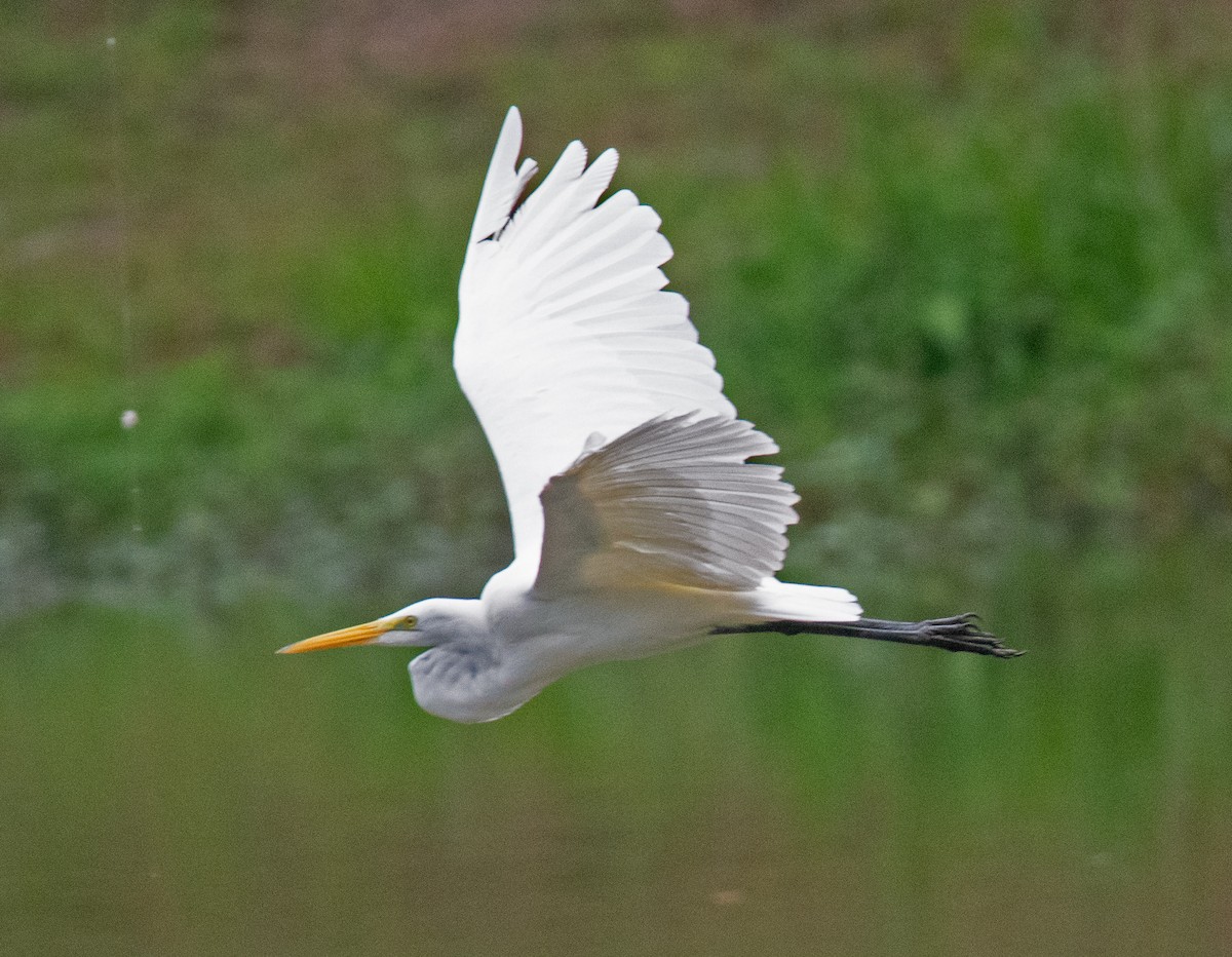 egretthegre - ML640242203