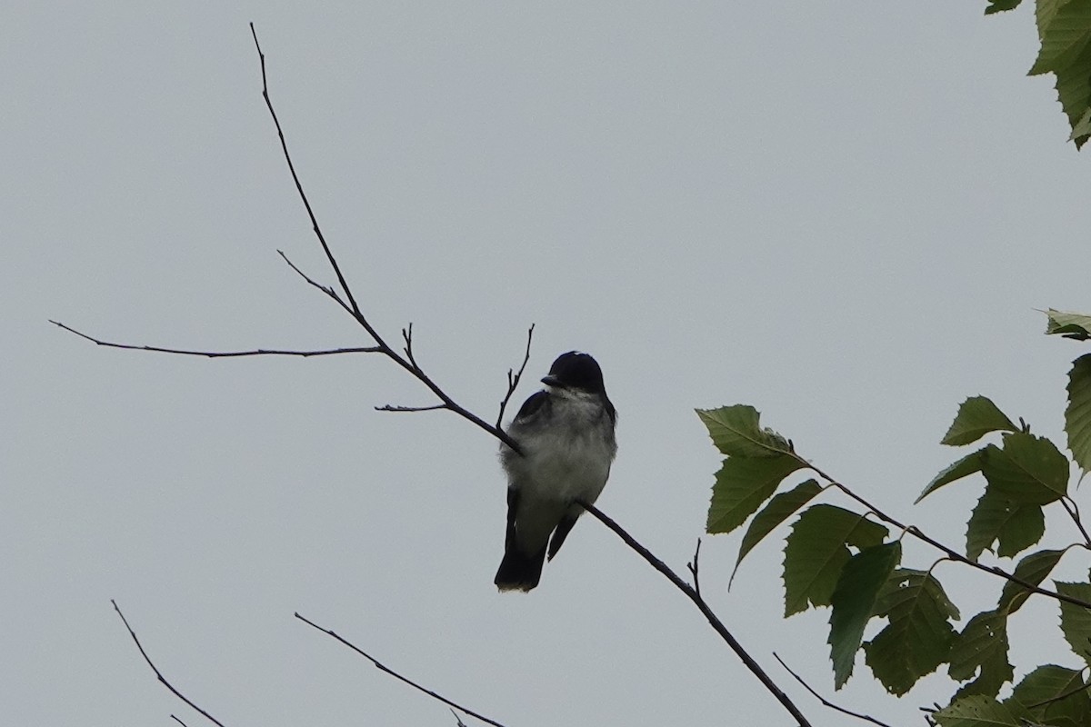 Eastern Kingbird - ML640242229