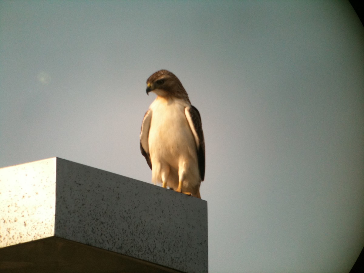 Red-tailed Hawk (Krider's) - ML640242260