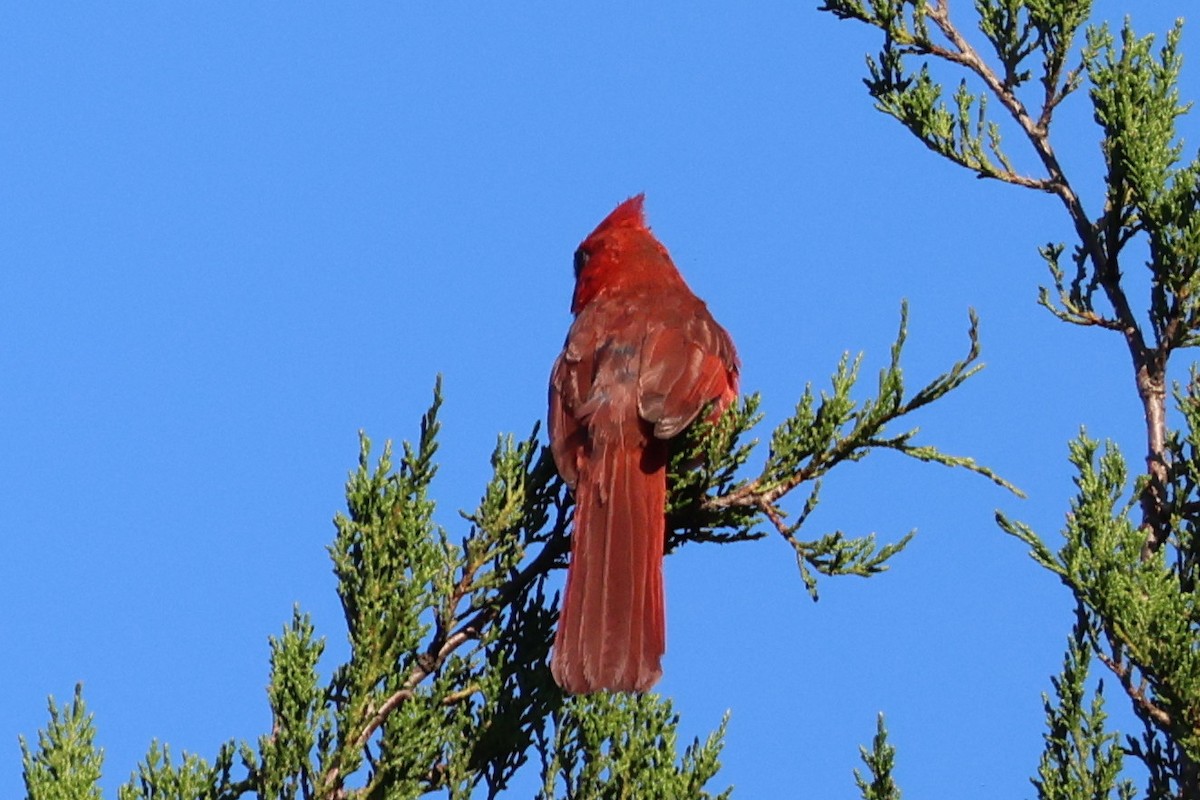 Northern Cardinal - ML640242363