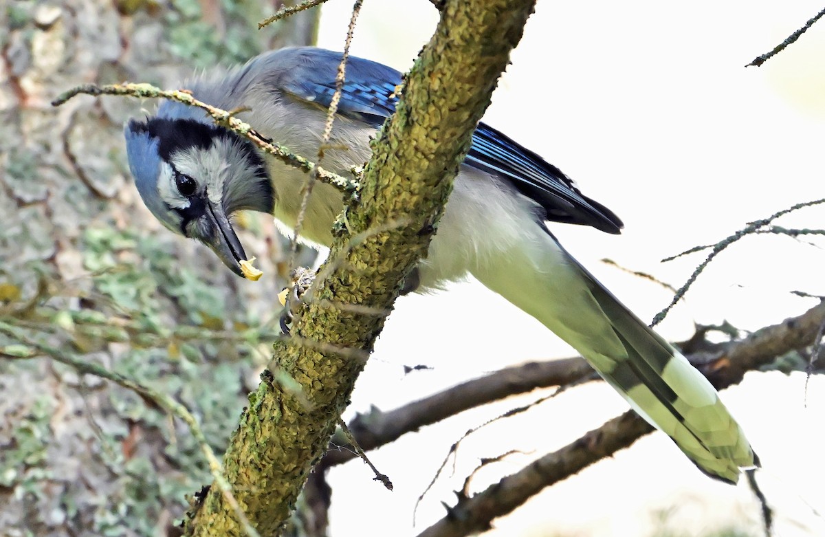 Blue Jay - ML640242367