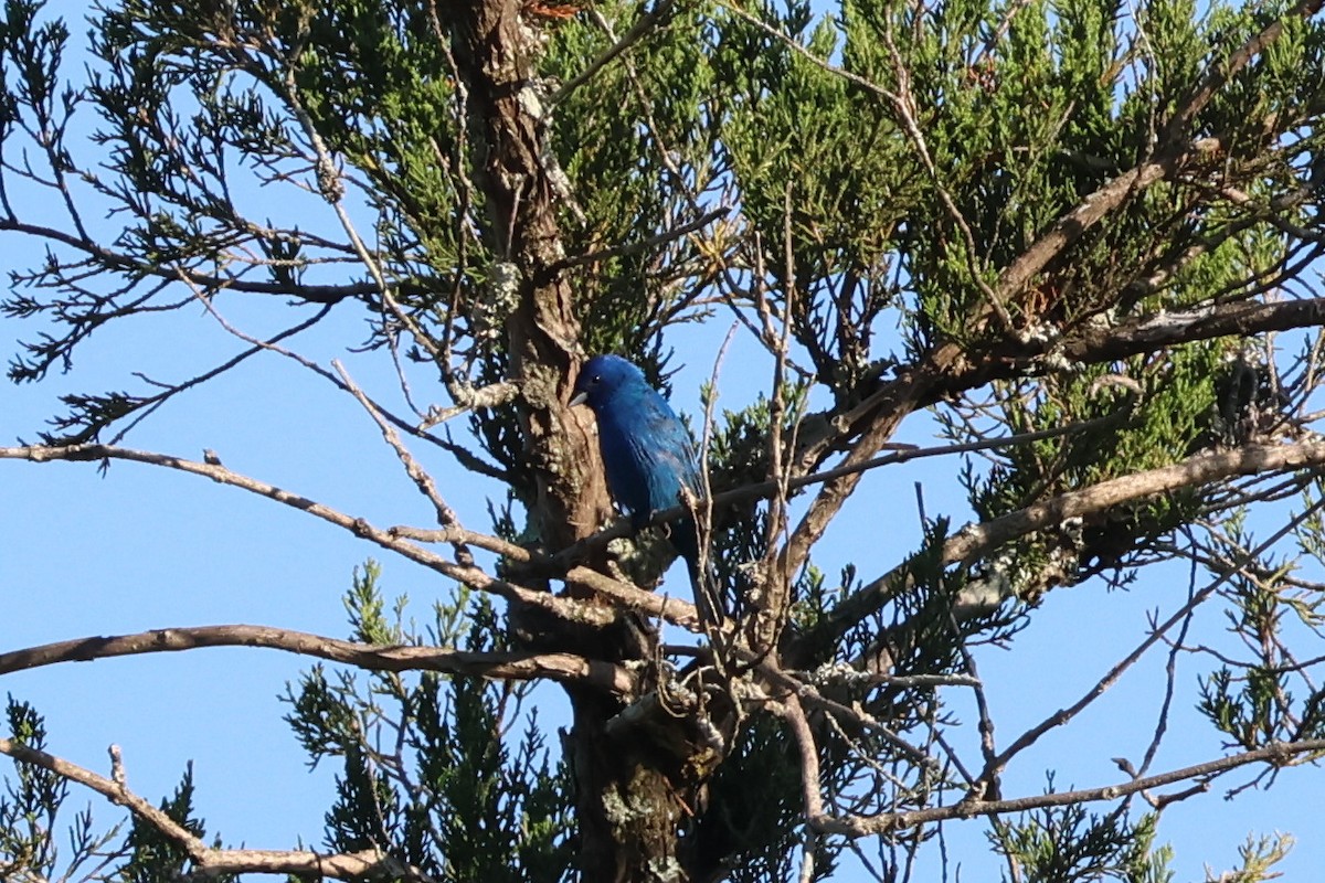 Indigo Bunting - ML640242369