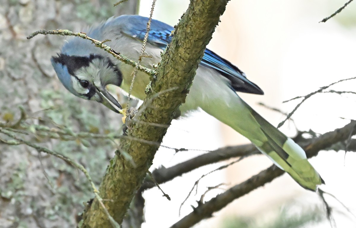 Blue Jay - ML640242372