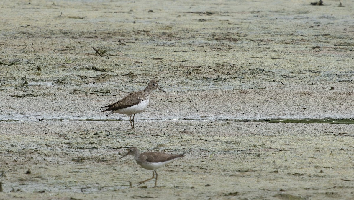 eremittsnipe - ML640242424