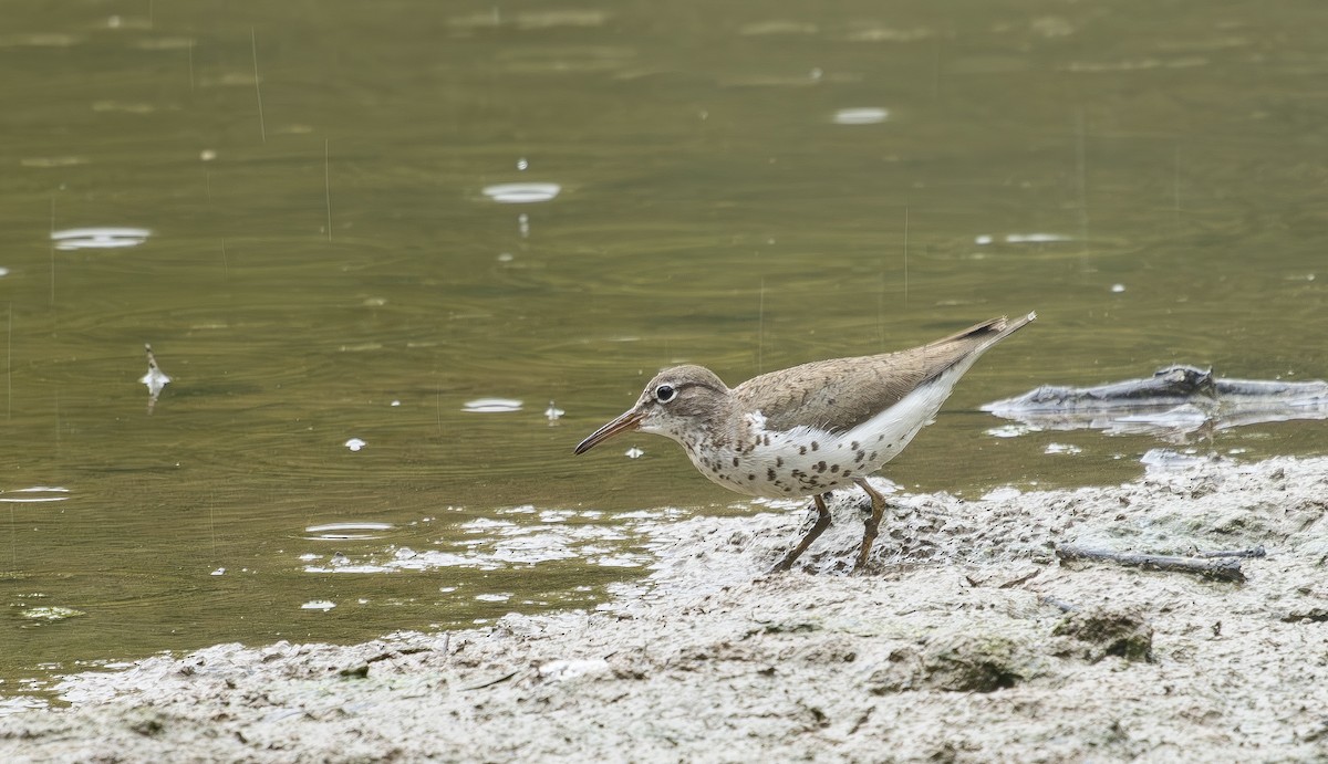 flekksnipe - ML640242428