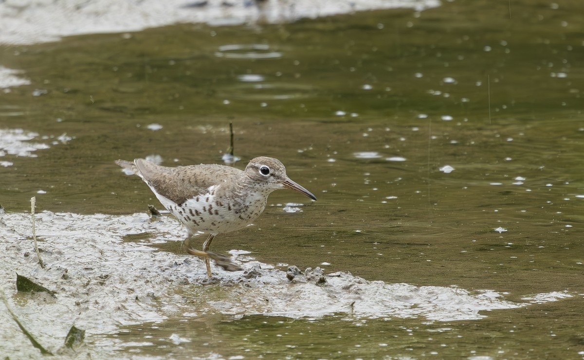 flekksnipe - ML640242429