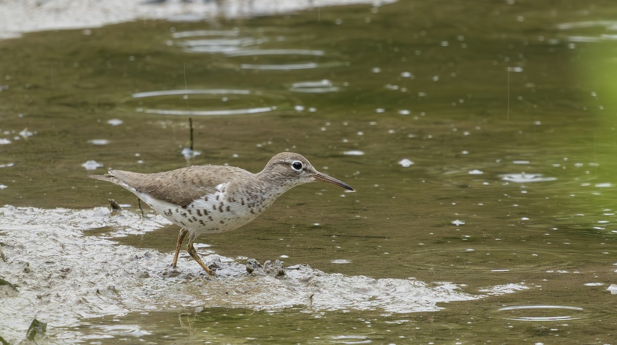 flekksnipe - ML640242430