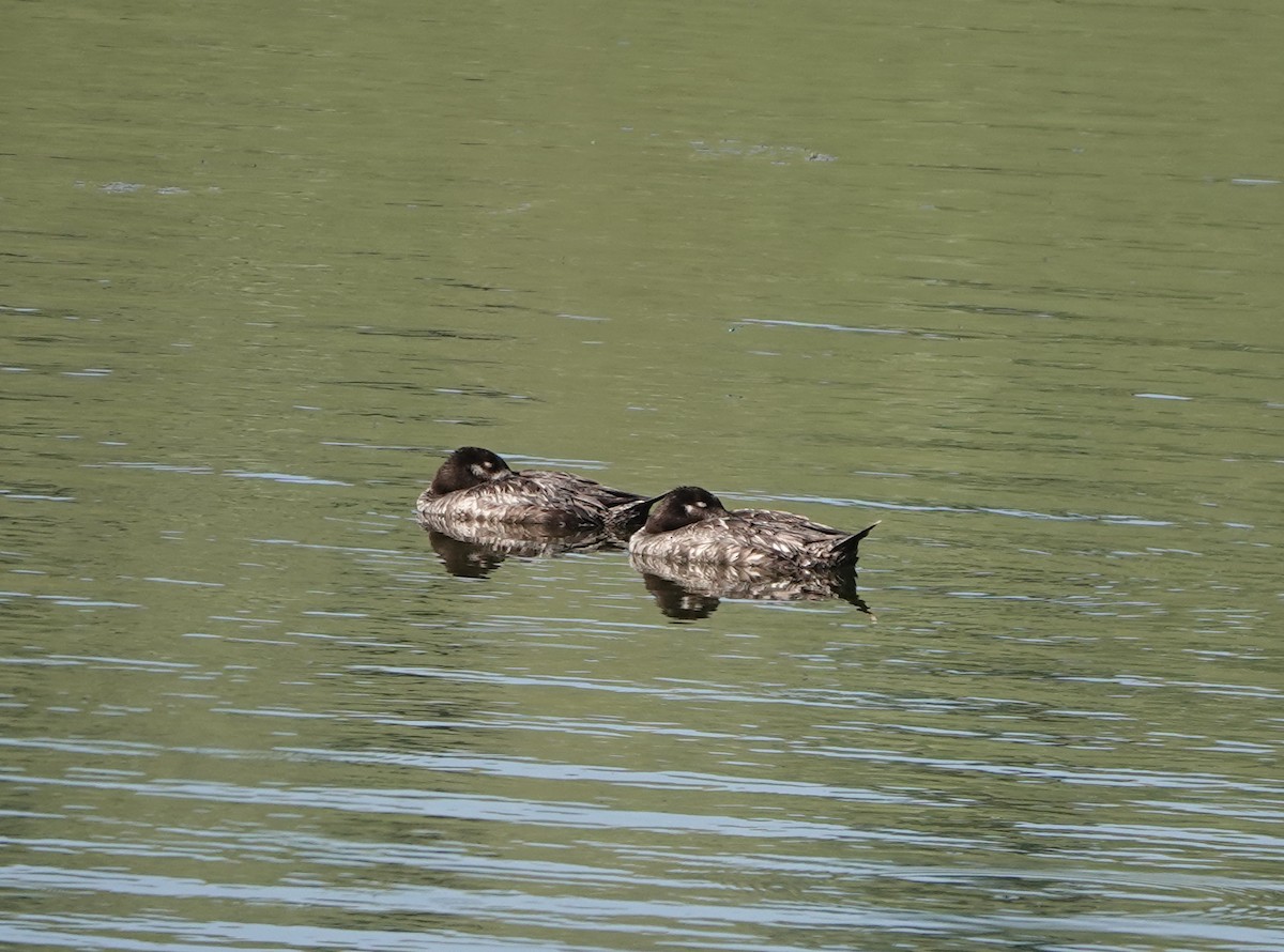 White-winged Scoter - ML640242435