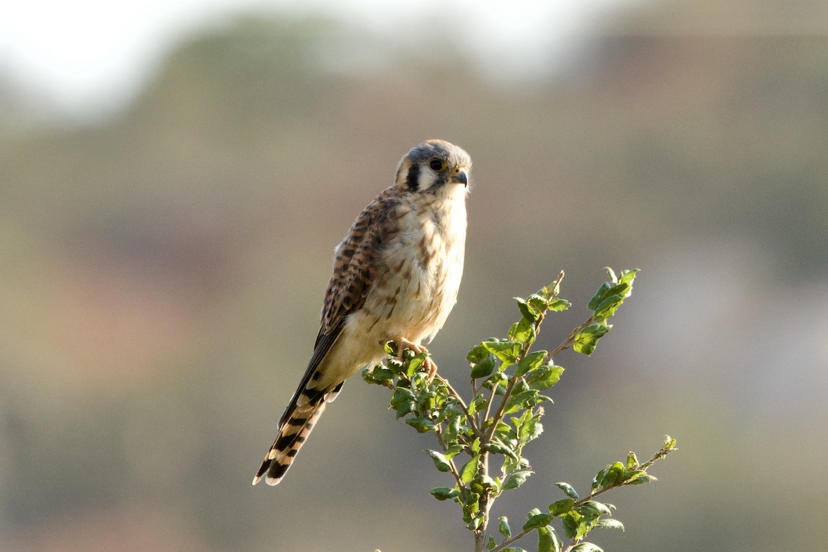 American Kestrel - ML640242468