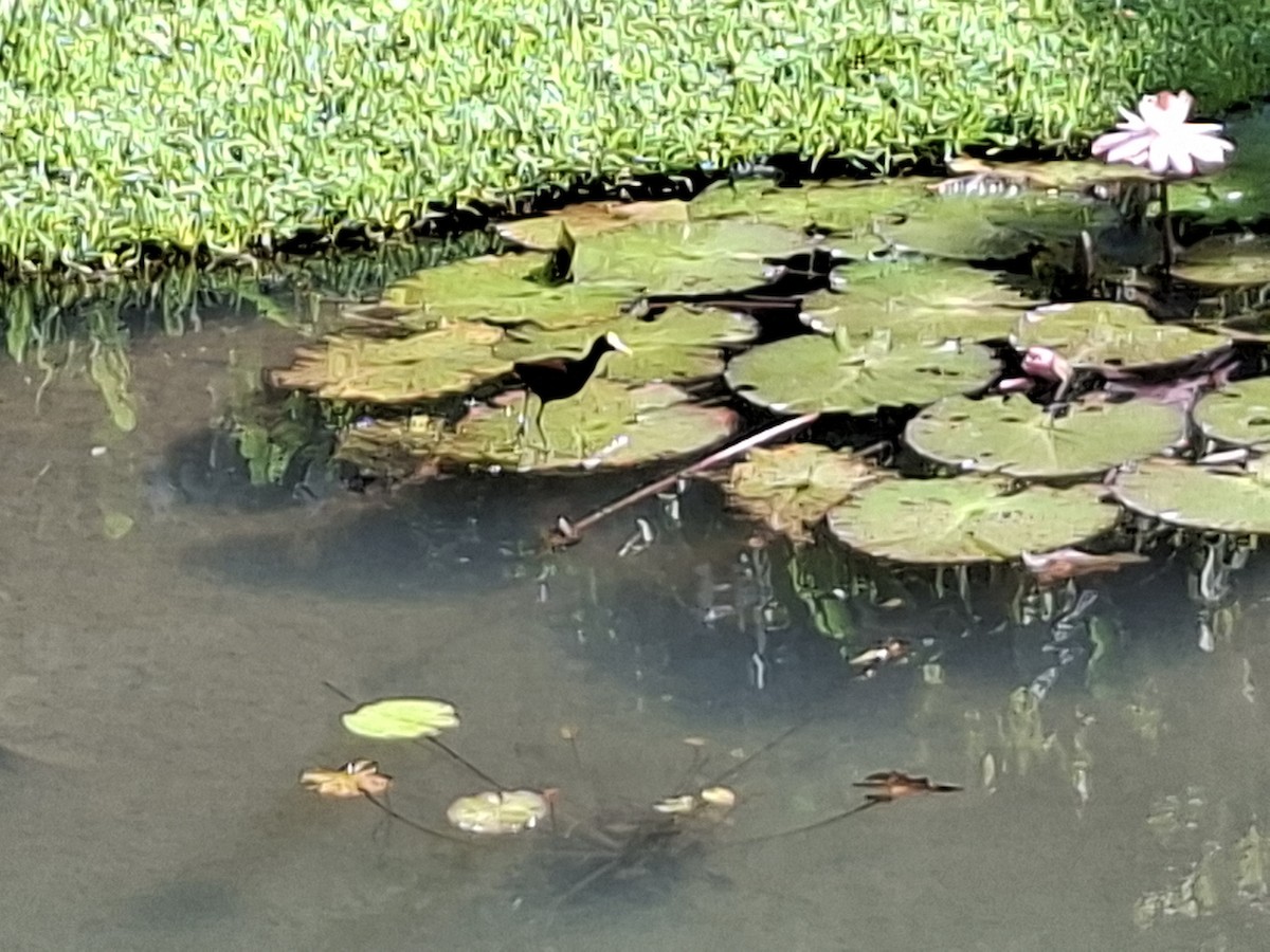 Northern Jacana - ML640242551