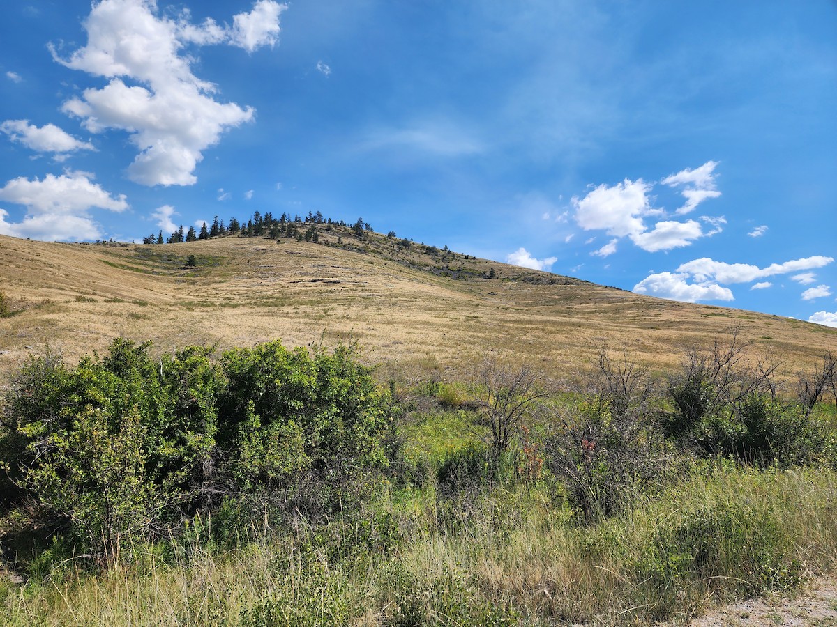 null - ML640242608