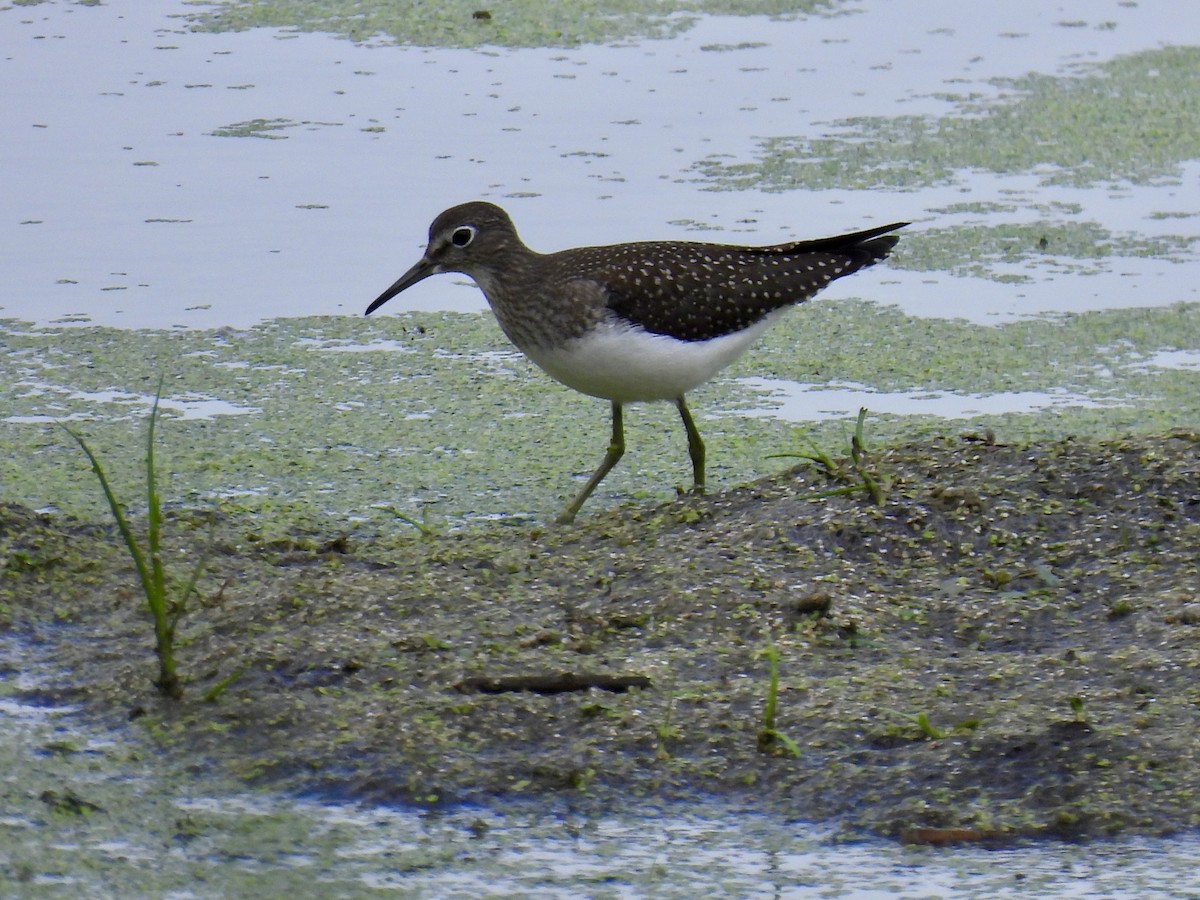 eremittsnipe - ML640242621
