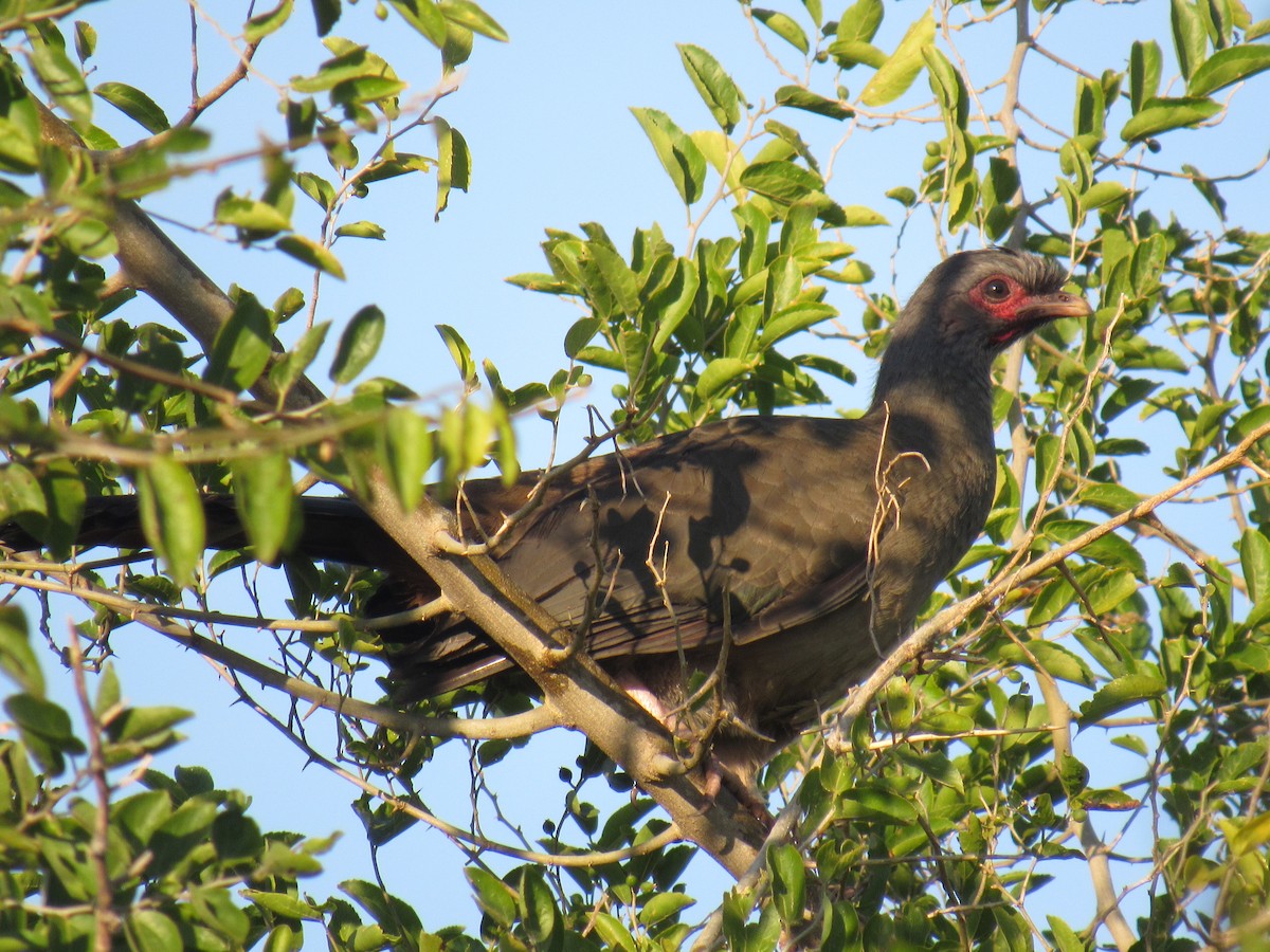 Chaco Chachalaca - ML640242625