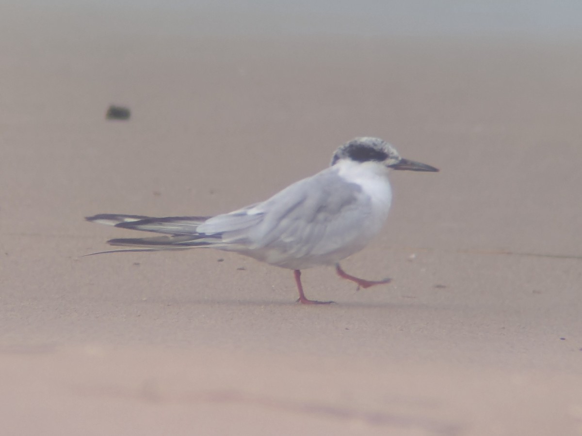 Forster's Tern - ML640242653