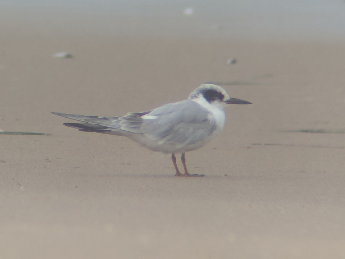 Forster's Tern - ML640242654