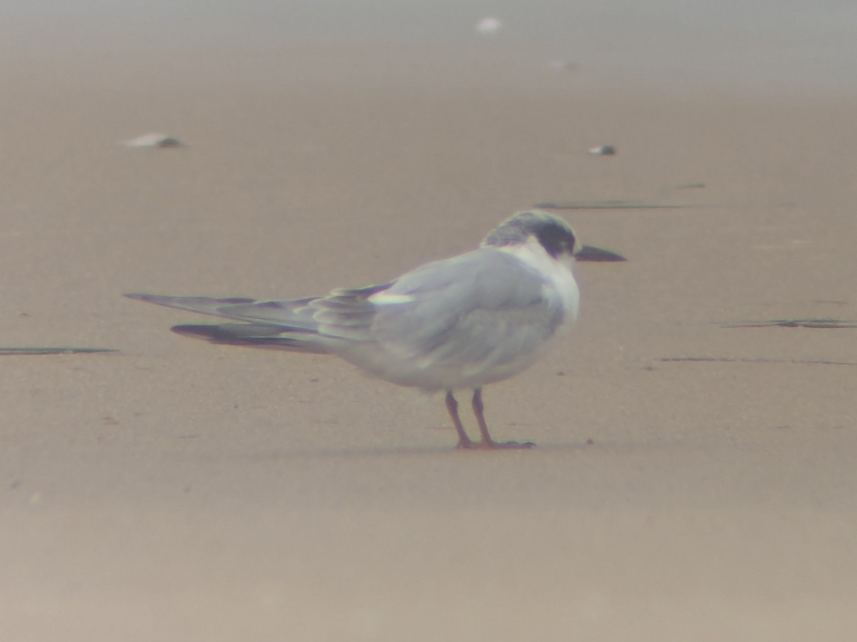 Forster's Tern - ML640242655