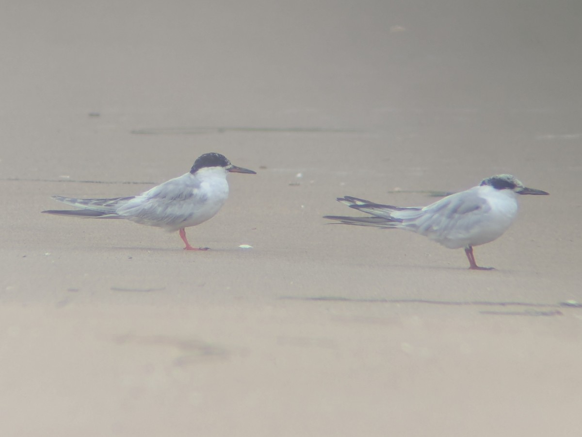 Forster's Tern - ML640242656