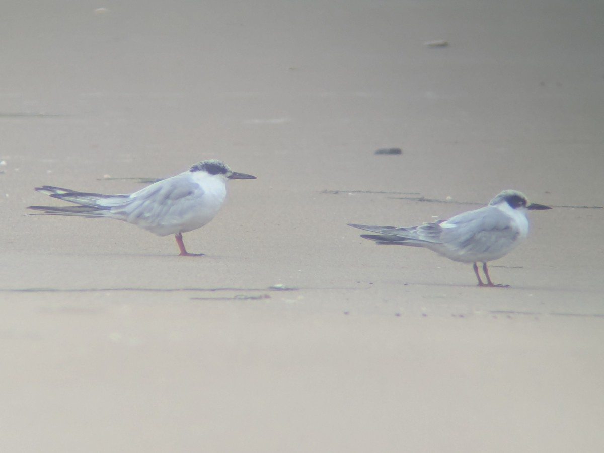 Forster's Tern - ML640242657