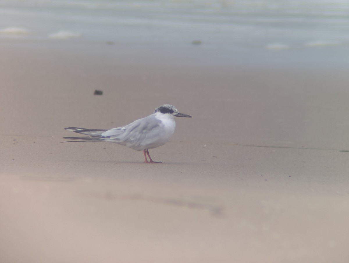 Forster's Tern - ML640242658